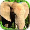 大象模拟iphone版V1.0