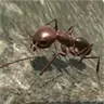 蚂蚁世界模拟器游戏安卓版